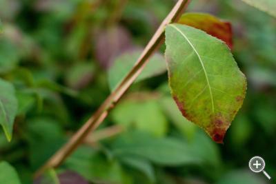 Klicka fÃ¶r stÃ¶rre