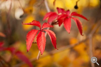 Klicka fÃ¶r stÃ¶rre