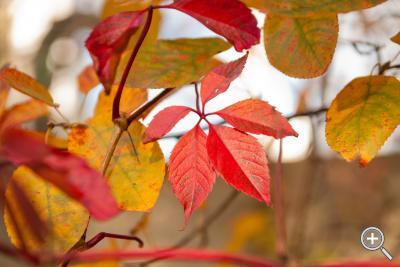 Klicka fÃ¶r stÃ¶rre