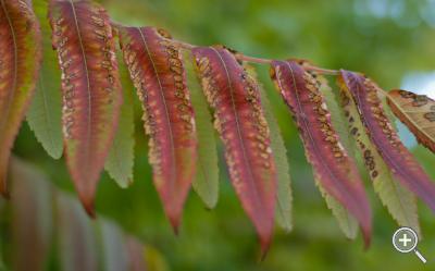 Klicka fÃ¶r stÃ¶rre