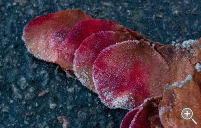 Klicka fÃ¶r stÃ¶rre