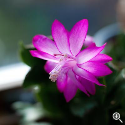 Klicka fÃ¶r stÃ¶rre